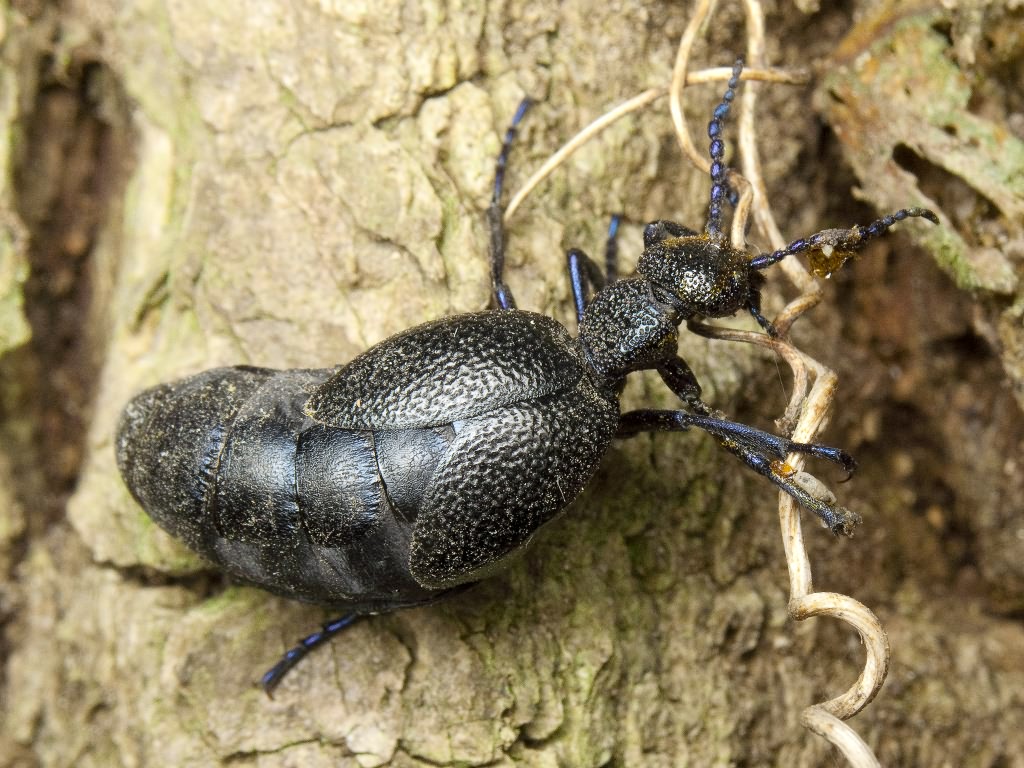 Meloe proscarabaeus Linnaeus, 1758